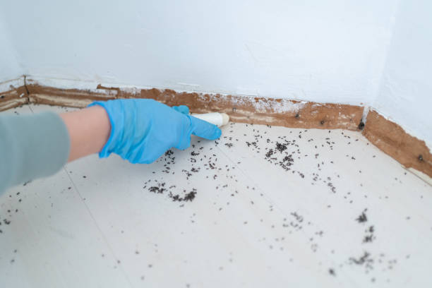 Reliable Wood Dale, IL Pest control Solutions